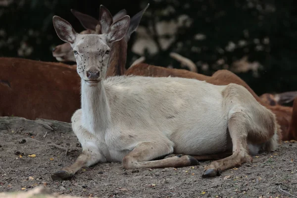动物园里一只小鹿的特写镜头 — 图库照片