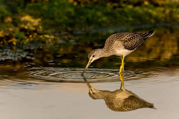 Крупным Планом Красивая Птица Воде — стоковое фото