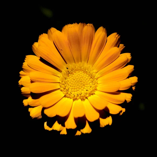 Κίτρινο Λουλούδι Gerbera Απομονωμένο Μαύρο Φόντο — Φωτογραφία Αρχείου
