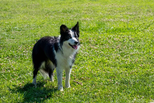 Cão Parque — Fotografia de Stock