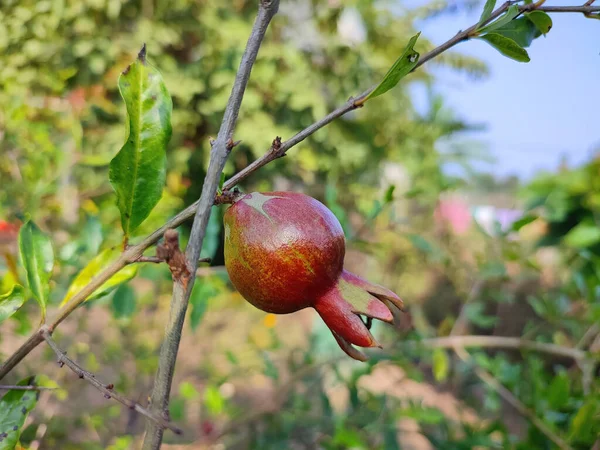Granátové Jablko Stromě — Stock fotografie