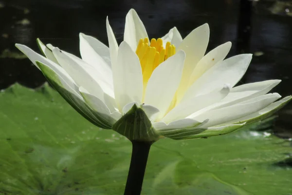 Schöne Weiße Lotusblume Garten — Stockfoto