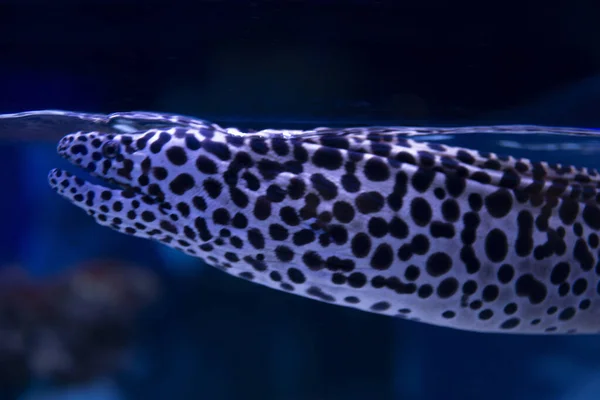 Vue Sous Marine Belles Méduses Dans Aquarium — Photo