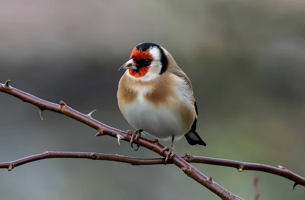 Närbild Fåglar Naturlig Livsmiljö — Stockfoto