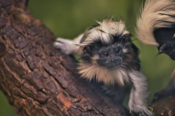 Mały Uroczy Pies Ogrodzie — Zdjęcie stockowe