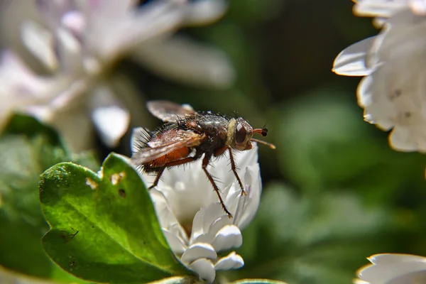 Biene Auf Einer Blume — Stockfoto