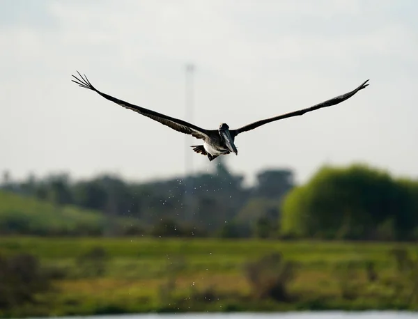 Pájaro Volador Cielo — Foto de Stock