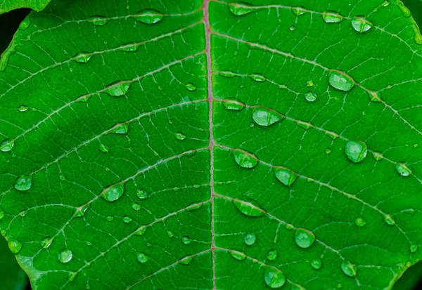 Textura Hoja Verde Fondo — Foto de Stock