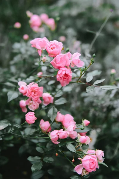 花园里长着美丽的花 — 图库照片