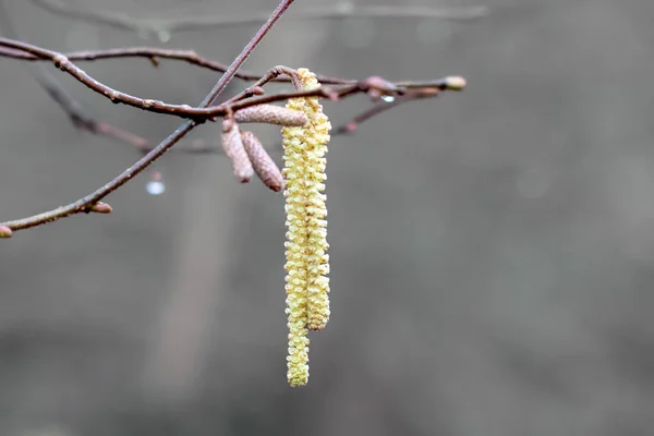 Ramo Salice Con Gemme Albero — Foto Stock