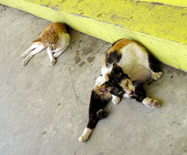 猫睡在街上 — 图库照片