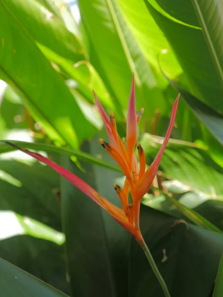 Fleurs Tropicales Dans Jardin — Photo