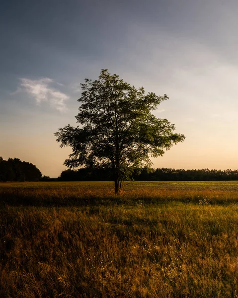 Beautiful Sunset Field — Stock Photo, Image