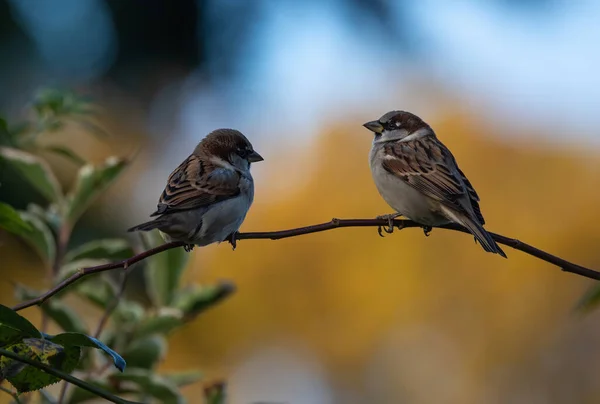 Vue Rapprochée Des Petits Oiseaux — Photo