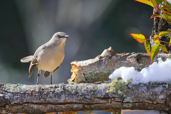 Belle Photo Jeune Oiseau Dans Habitat Naturel — Photo