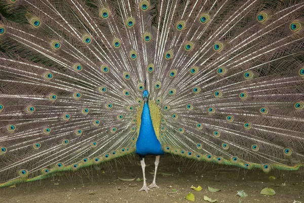 Hermoso Pavo Real Con Plumas —  Fotos de Stock