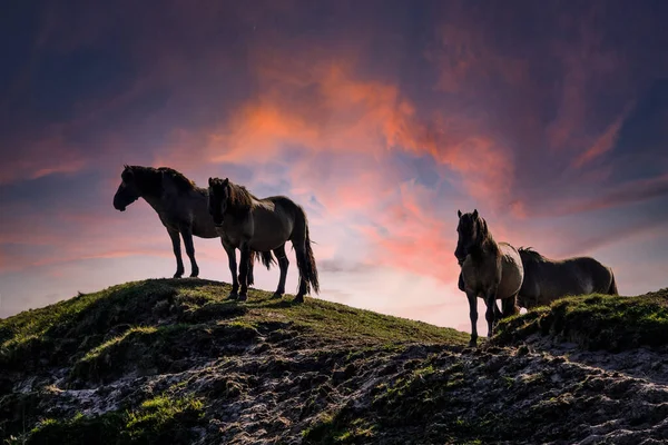 Horses Mountains — Stock Photo, Image