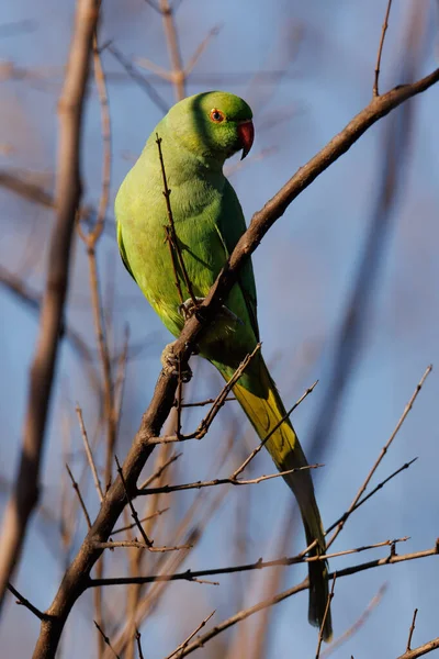 Bir Ağacın Dalında Oturan Güzel Bir Papağan — Stok fotoğraf