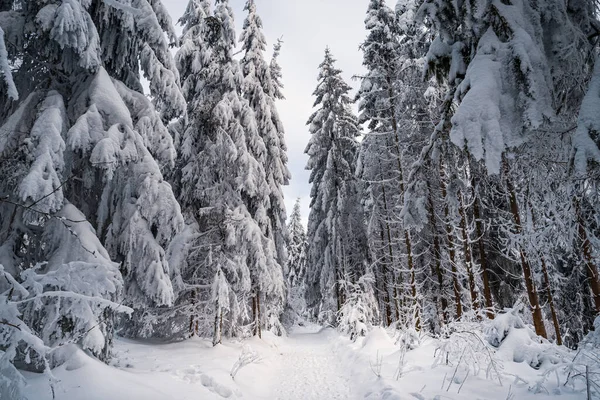 Красивий Зимовий Пейзаж Засніженими Деревами — стокове фото