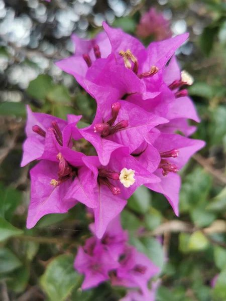 Botanisk Skott Blommor Närbild — Stockfoto