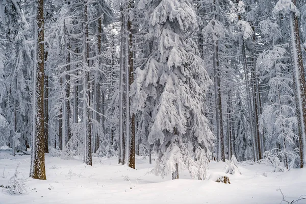 雪に覆われた木々が美しい冬の森 — ストック写真