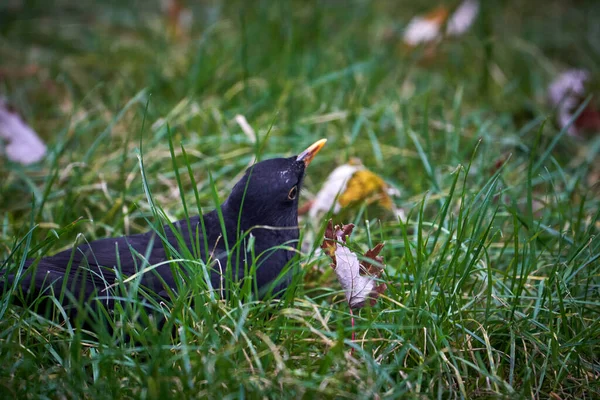 Ein Vogel Gras — Stockfoto