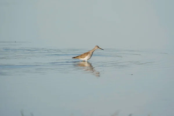 Belle Aigrette Blanche Dans Eau — Photo