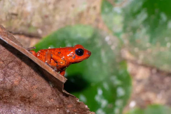 Frog Forest — Stock Photo, Image