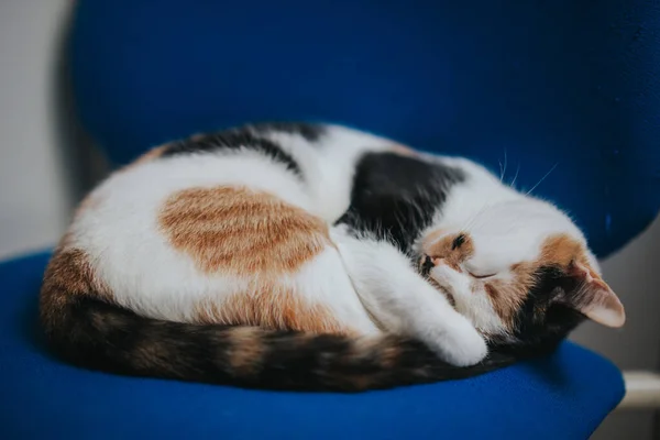 Katze Auf Dem Boden — Stockfoto