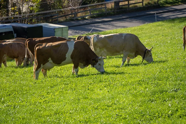 Krávy Zelené Louce Přírodním Pozadí — Stock fotografie