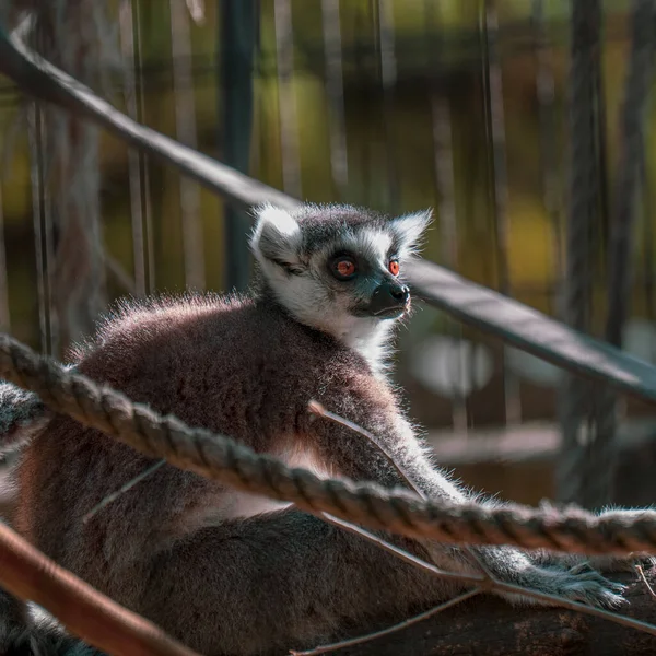 Närbild Bild Söt Lemur — Stockfoto