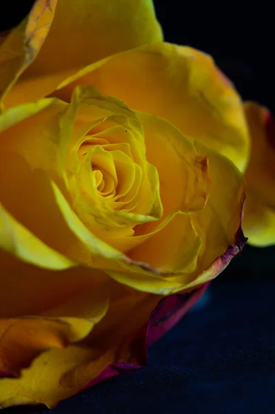 Hermosa Rosa Amarilla Sobre Fondo Oscuro — Foto de Stock