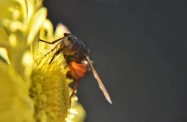 Macro Weergave Van Insectenwants — Stockfoto