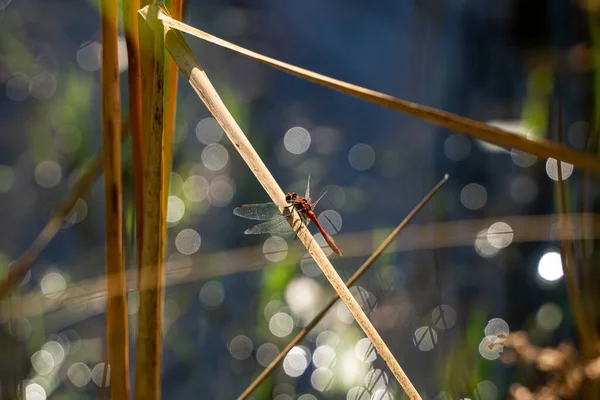 Gros Plan Une Libellule Sur Fond Flou — Photo