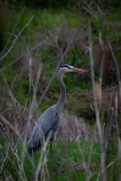 Great Egret Water — Stock Photo, Image