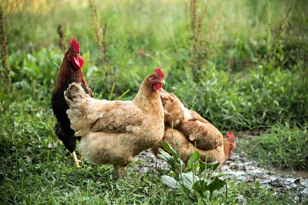 Çiftlikteki Tavuk — Stok fotoğraf