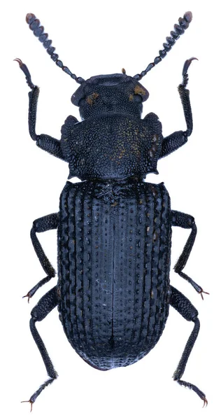 Scarabeo Nero Isolato Sfondo Bianco — Foto Stock