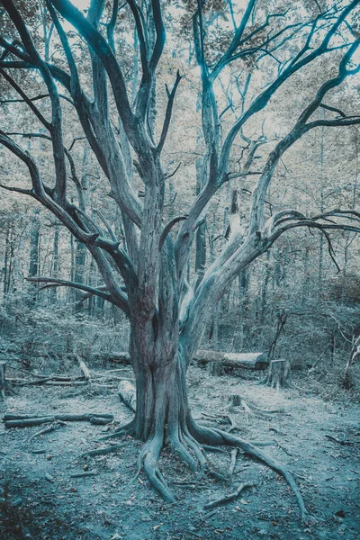 Árvore Velha Floresta — Fotografia de Stock