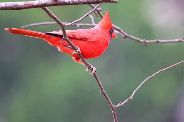 Rouge Tête Robin Perché Sur Une Branche — Photo
