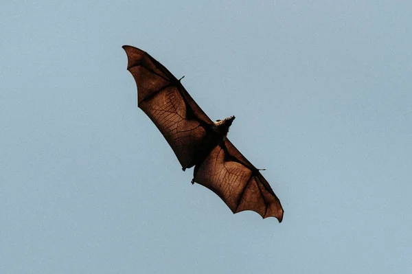 蓝色背景的飞行蝙蝠 — 图库照片