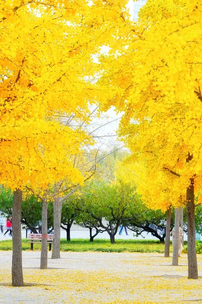 Outono Paisagem Com Folhas Amarelas — Fotografia de Stock