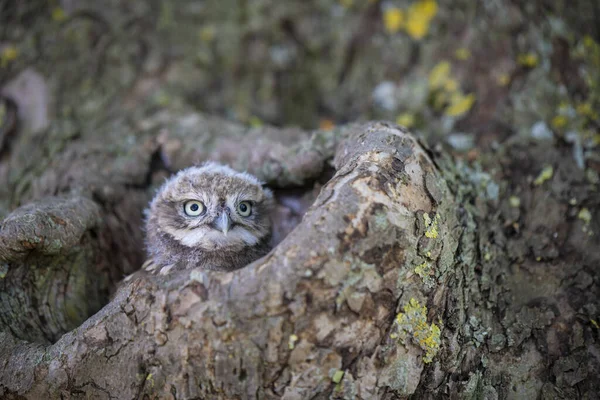 Ormanda Baykuş Doğanın Arka Planında — Stok fotoğraf