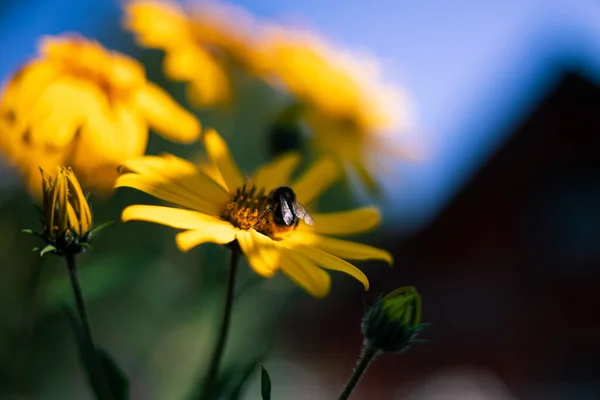 Smuk Gul Blomst Haven - Stock-foto