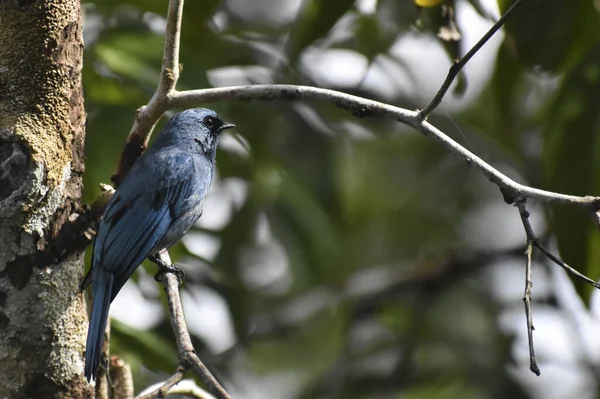 Gros Plan Oiseau Dans Habitat Naturel — Photo