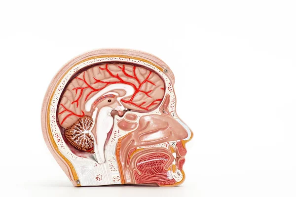 Anatomía Cerebral Humana Sobre Fondo Blanco — Foto de Stock