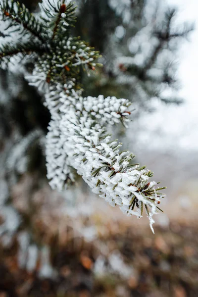 Hermoso Bosque Invierno Con Árboles Cubiertos Nieve —  Fotos de Stock