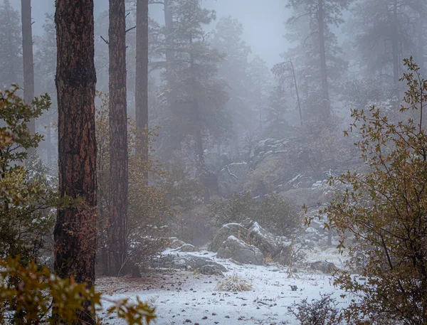 Schöner Winterwald Mit Schnee — Stockfoto