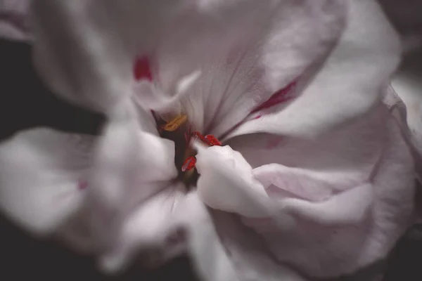 Siyah Arka Planda Beyaz Mor Çiçekler Yakın Plan — Stok fotoğraf