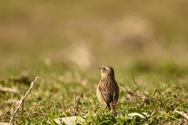 Bird Meadow — Stock Photo, Image