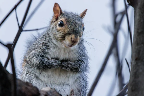 Squirrel Forest — Stock Photo, Image